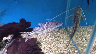 Pictus catfish  Pimelodus pictus [upl. by Lap]