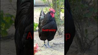 Top 10 Black chicken breeds with their most beautiful roosters farming chickens backyardchickens [upl. by Mufinella]