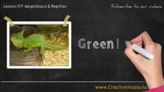 Amphibians amp Reptiles Vocabulary Picture Video Lesson  Learn List of Amphibians amp Reptiles  2 [upl. by Laven]