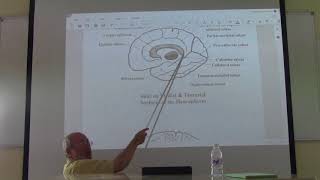 Neuroanatomy 62  Cerebrum  part 5   by Dr Wahdan [upl. by Aillil]