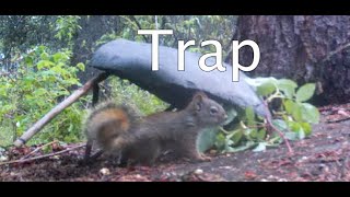 How to build a Squirrel Trap with Rocks and Sticks [upl. by Bartko102]