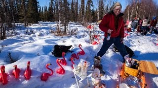 Trailgating at the Iditarod restart [upl. by Thornton481]