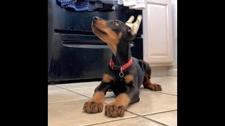 Smart Doberman Puppy at 9 Weeks Old [upl. by Courtund]