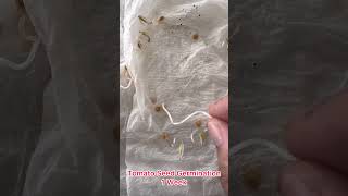 Tomato Seeds Germination Paper Towel Method  1 Week  Versatile Cuisines [upl. by Imar]