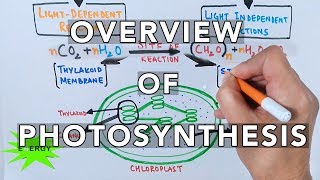 Photosynthesis [upl. by Mirella]