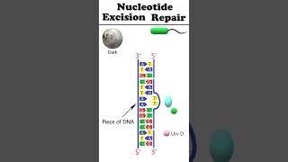 Nucleotide excision repair NER animation dnadamagerepair [upl. by Funch305]