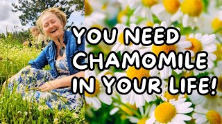 Could Chamomile be the health answer youre looking for [upl. by Arlin]