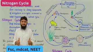 Nitrogen cycle  nitrogen cycle class 12 biology [upl. by Nnayecats]