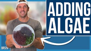 The AlgaeBarn Shipment Has Arrived Macro Algae Reef Tank Build Ep 4 [upl. by Sllew]