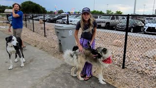 Pixie Plays at Art Dye Dog Park on July 18 2024  Caucasian Ovcharka Dog  Caucasian Shepherd [upl. by Aihsekyw687]