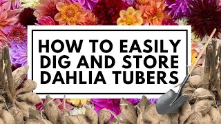 How to know when to dig dahlias and the easiest way to store dahlia tubers 💐 [upl. by Euell651]