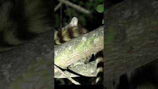 Large Spotted Genet Sleeping in tree nature cat tree wildlife [upl. by Edva]