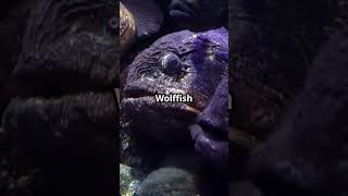 5 Unusual Facts About the Wolf Fish The Ocean’s Wild Predator [upl. by Orel]