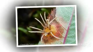 Gymnosporangium cornutum  fungi kingdom [upl. by Ruhnke890]