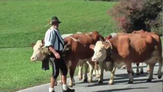 Almabtrieb in Stefansdorf  Pustertal  Südtirol [upl. by Opalina]