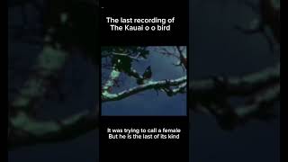 Last footage of Kauai o o bird before extinction bird kauaibird shorts [upl. by Macur]