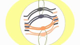 Las fases de la meiosis [upl. by Dougal]