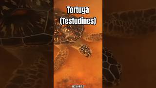 Curiosidades Fascinantes sobre las Tortugas El Reptil más Antiguo [upl. by Edwards]