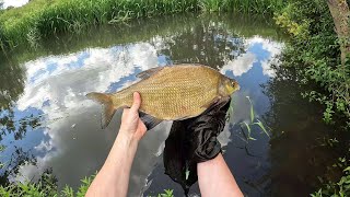 Fishing the West Sussex River Rother with maggots  How many species [upl. by Enelec]