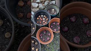 Planting Flower Bulbs In Containers flowerbulbs gardening flower containergardening [upl. by Waller768]