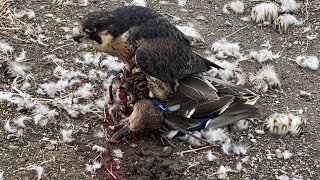 Jerfalcon  Smokin’ Ducks hunting peregrine falcons [upl. by Taddeo893]