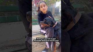 Rottweiler Bubzee Ko Finally Aayi Maa Ki Yaad Nahi Toh Baap Ban Ne Mein Busy Tha shorts rottweiler [upl. by Clovis]