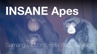 🐒 Funny amp Very noisy apes  Siamang Gibbons Fota IRELAND [upl. by Havard615]