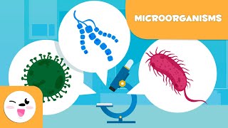 What are microorganisms Bacteria Viruses and Fungi [upl. by Lempres519]