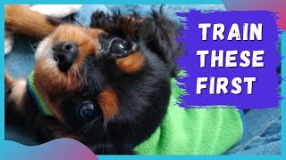 Cavalier Puppy Training Tips  First Puppy Training Basics [upl. by Mcdermott]