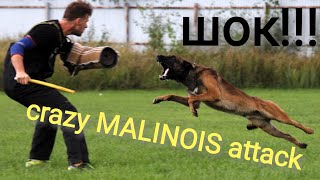 Crazy Malinois attack ENZO [upl. by Zenia]