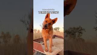 Adolescent heelers are their own species 😈 redheeler heelerpuppy terribleteens redcattledog [upl. by Acus]