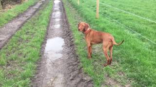 7 Stages of a Vizsla Walk [upl. by Udenihc]