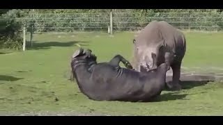 Rhino vs Buffalo Rare Fight [upl. by Ahcila]