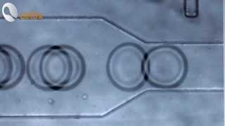 Droplet Generation with ExiGo Microfluidic Pumps [upl. by Miner]