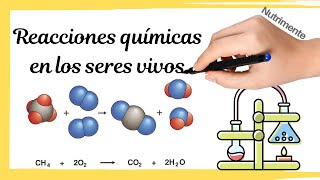 REACCIONES QUÍMICAS en los SERES VIVOS [upl. by Rodd872]