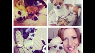 Alles rund um meine Hunde ღ Chihuahuas eure Fragen Welpen Video und BLABLA [upl. by Stevana247]