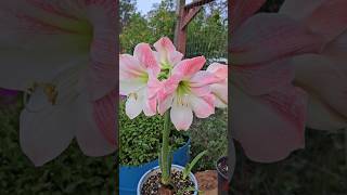 Apple Blossom amaryllis flowers houseplants [upl. by Egnalos203]