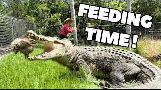 Giant Saltwater Crocodile FEEDING‼️ [upl. by Nnyltiak]