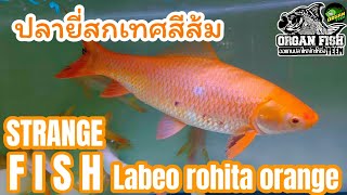 ปลายี่สกเทศสีส้ม Labeo rohita strange color orange 💯💥ออแกนปลาใหญ่ ปลาแปลก [upl. by Etana]