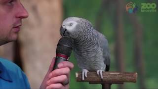 Amazing talking parrot Einstein able to mimic human sounds and movements [upl. by Nnylasor274]