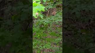 deer deerwatching animals animallover animal nature naturelovers wildlife wildanimals [upl. by Tselec341]