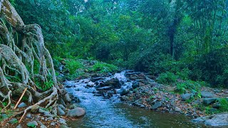 Relaxing Nature Sounds Gentle Stream and Beautiful Birds Chirping Water Sounds for Sleeping ASMR [upl. by Hael829]