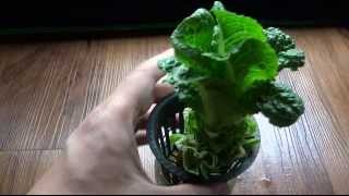 Regrow Lettuce  Store Bought In Hydroponic [upl. by Almallah]