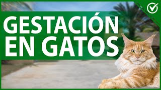 🐱 Gestación y Reproducción en los Gatos  Información Sobre la Crianza Felina 🐱🤰 [upl. by Ahseen]