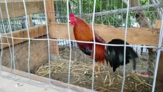 Morning feeding American gamefowl [upl. by Newton]