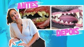 DENTES SUJOS NO CACHORRO COMO TRATAR O TÁRTARO [upl. by Siramed]