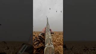 Mallard TORNADO in field waterfowl ducks geese shootem hunt hunting mallards greenheads [upl. by Ariad]