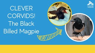 Black Billed Magpie Baby Shower [upl. by Salvadore]