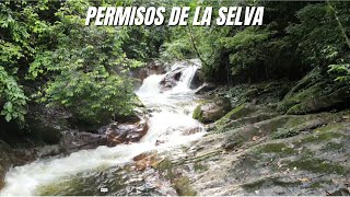 Los permisos de la Selva El misterio de los niños desaparecidos en selvas del caquetá [upl. by Lenni]