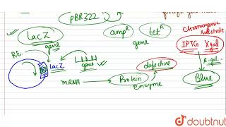 How does betagalactosidase coding sequence act as a selectable marker  Why is it a preferred [upl. by Lexerd]